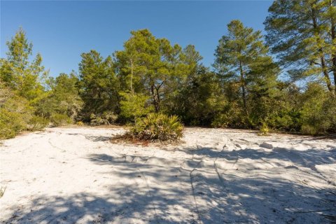 Land in Pierson, Florida № 2166496 - photo 11