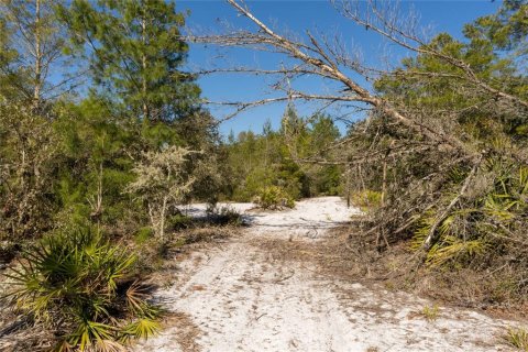 Land in Pierson, Florida № 2166496 - photo 12