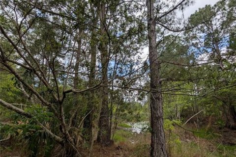 Land in Eustis, Florida № 2108168 - photo 22