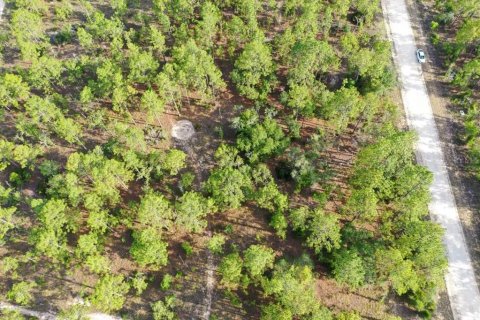 Land in Williston, Florida № 2208698 - photo 2