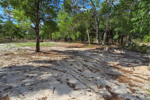 Immobilier commercial à vendre à Clewiston, Floride № 1985204 - photo 3