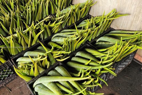 Propiedad comercial en venta en Palm Beach, Florida № 1936366 - foto 26