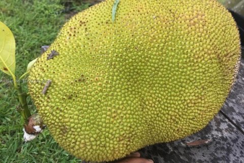 Casa en venta en Homestead, Florida, 2 dormitorios № 1990048 - foto 5