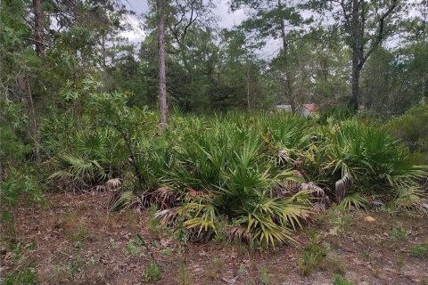 Terrain à vendre à Dunnellon, Floride № 2218579 - photo 4