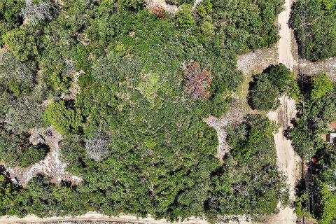 Land in Ocklawaha, Florida № 2159775 - photo 9