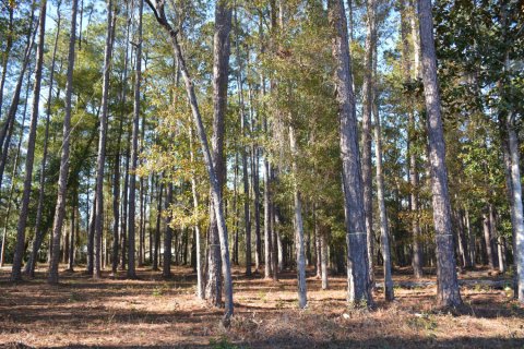 Land in Freeport, Florida № 558264 - photo 1