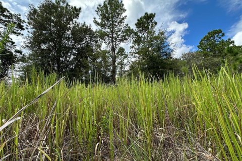 Land in Dunnellon, Florida № 2165037 - photo 5