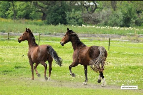 Commercial property in Southwest Ranches, Florida № 2037413 - photo 8