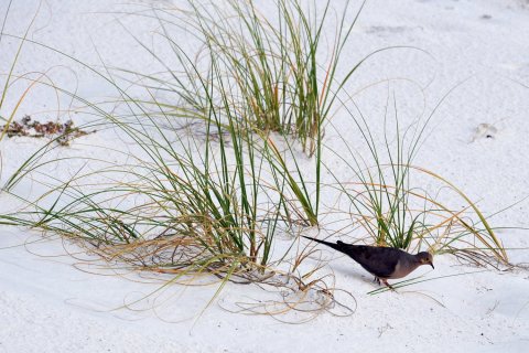 Condo in Destin, Florida, 3 bedrooms  № 560594 - photo 1