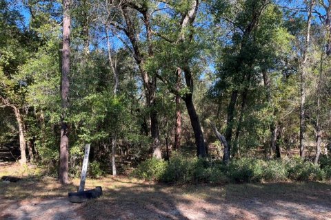 Land in Altoona, Florida № 2163837 - photo 3