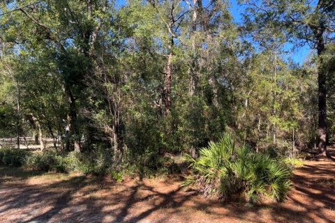 Land in Altoona, Florida № 2163837 - photo 5