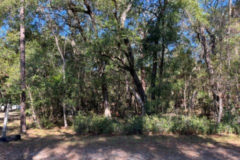 Land in Altoona, Florida № 2163837 - photo 4