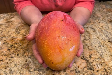 Купить земельный участок в Майами, Флорида № 2051468 - фото 12