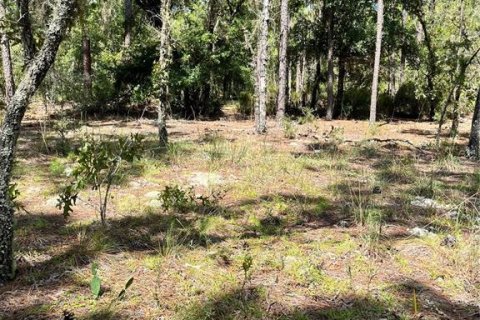 Land in Ocala, Florida № 2159876 - photo 4