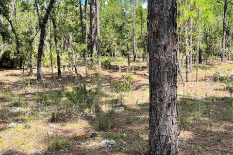 Land in Ocala, Florida № 2159876 - photo 3