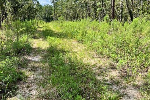 Land in Ocala, Florida № 2159876 - photo 6