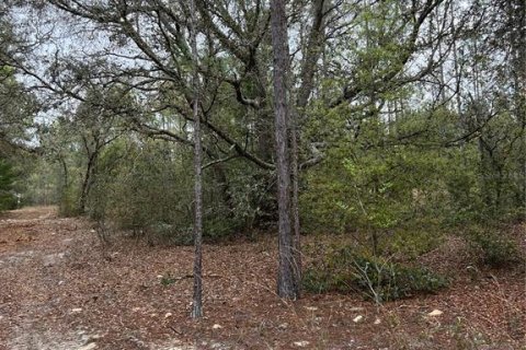 Land in Apopka, Florida № 1679843 - photo 5