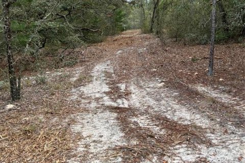 Land in Apopka, Florida № 1679843 - photo 4