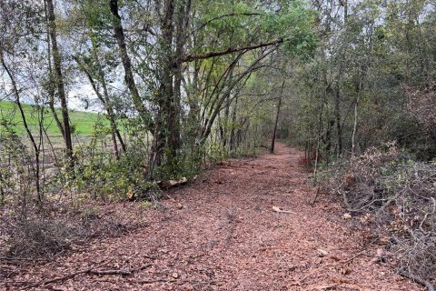 Land in Apopka, Florida № 1679843 - photo 9
