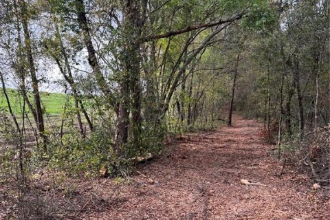Land in Apopka, Florida № 1679843 - photo 8