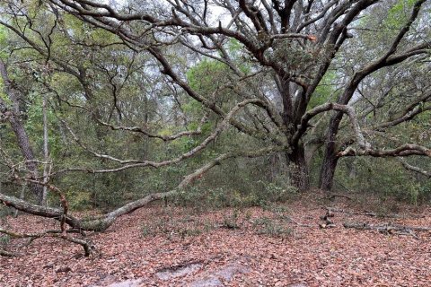 Land in Apopka, Florida № 1679843 - photo 6
