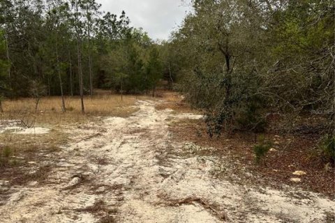Land in Apopka, Florida № 1679843 - photo 3