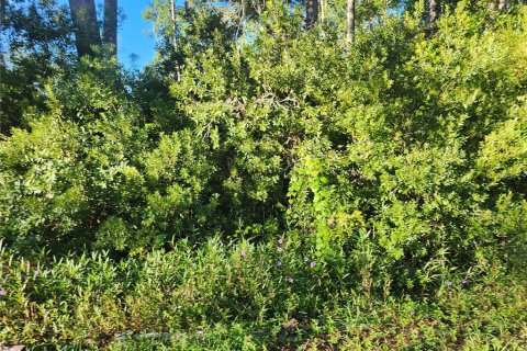 Land in Ocala, Florida № 2162514 - photo 8