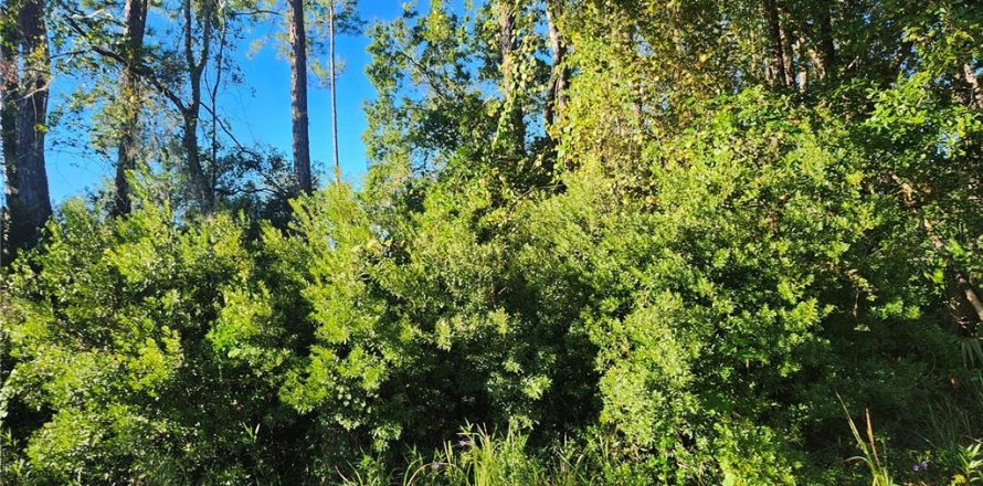 Land in Ocala, Florida № 2162514