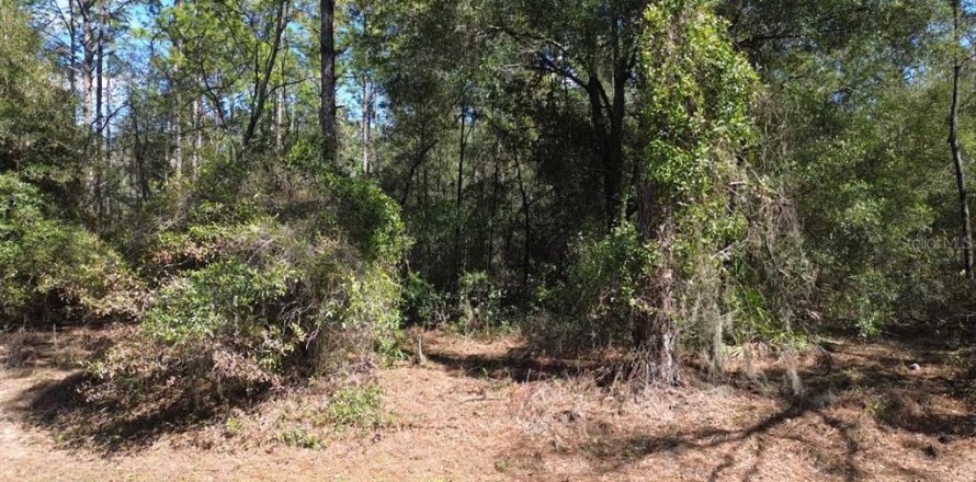 Terrain à Ocala, Floride № 1885908