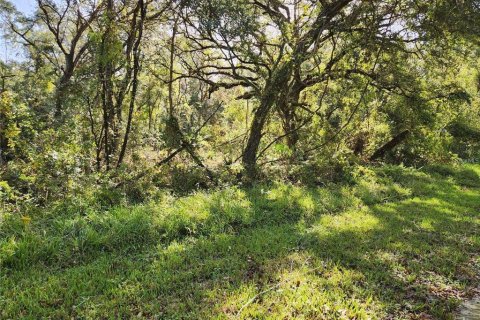 Land in Webster, Florida № 2165141