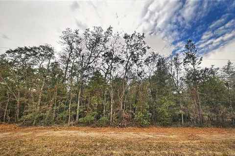 Land in Interlachen, Florida № 2165001 - photo 3
