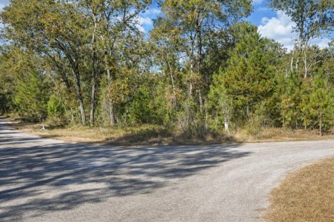 Land in Ocklawaha, Florida № 2162399 - photo 2