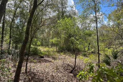 Terrain à vendre à Melrose, Floride № 2205062 - photo 4