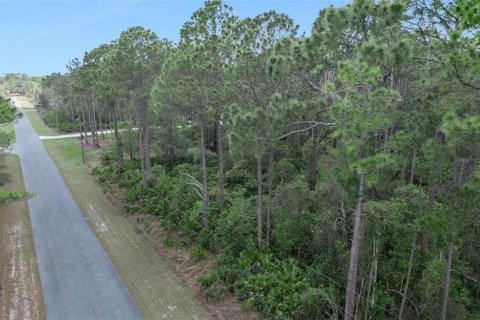 Terrain à vendre à Eustis, Floride № 2099402 - photo 6