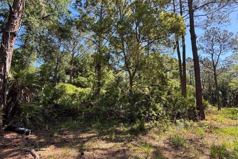 Terrain à vendre à Bunnell, Floride № 2217276 - photo 6