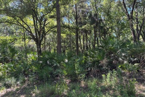Terrain à vendre à Bunnell, Floride № 2217276 - photo 7