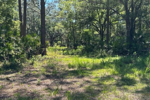 Terrain à vendre à Bunnell, Floride № 2217276 - photo 4