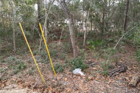Land in Umatilla, Florida № 2159856 - photo 4