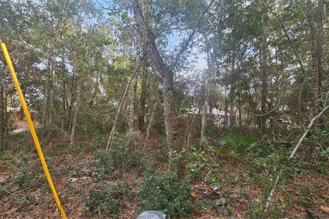 Land in Umatilla, Florida № 2159856 - photo 6
