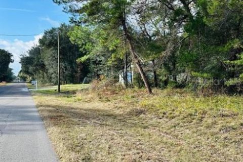 Land in Ocklawaha, Florida № 2160195 - photo 3