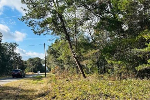 Land in Ocklawaha, Florida № 2160195 - photo 5