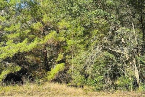 Land in Ocklawaha, Florida № 2160195 - photo 4