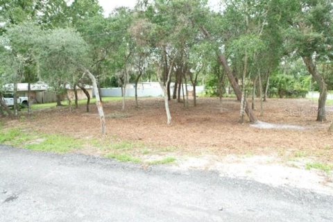 Land in Paisley, Florida № 2386246 - photo 5