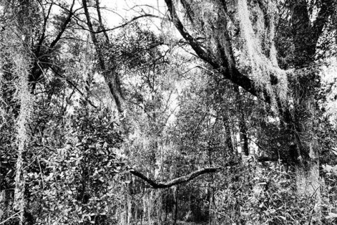 Terrain à vendre à Dunnellon, Floride № 1880553 - photo 13