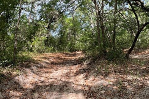 Land in Lady Lake, Florida № 2159397 - photo 8