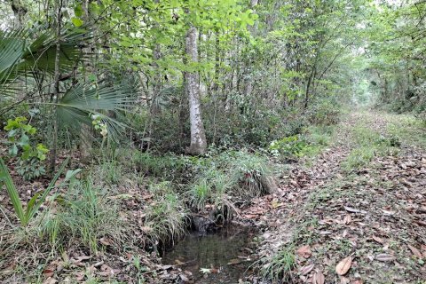 Terrain à vendre à Micanopy, Floride № 422518 - photo 6