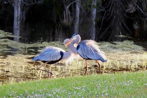 Land in Port Charlotte, Florida № 2217988 - photo 9