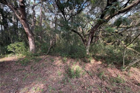 Land in Ocklawaha, Florida № 2391501 - photo 3