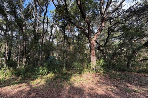 Land in Ocklawaha, Florida № 2391501 - photo 4