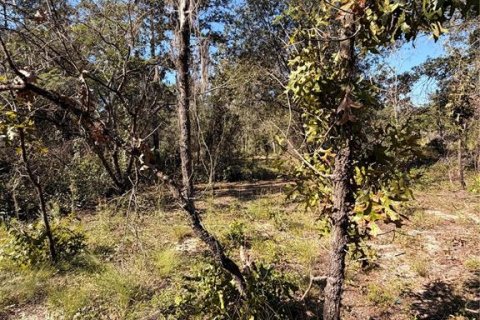 Terrain à vendre à Interlachen, Floride № 2399415 - photo 2
